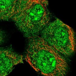 ZNF447 Antibody, Novus Biologicals 0.1mL; Unlabeled:Antibodies, Polyclonal