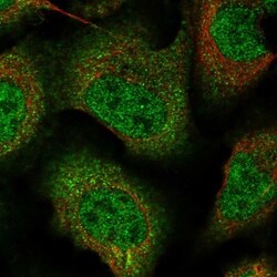 ZNF488 Antibody, Novus Biologicals 25 &mu;L; Unlabeled:Antibodies, Polyclonal