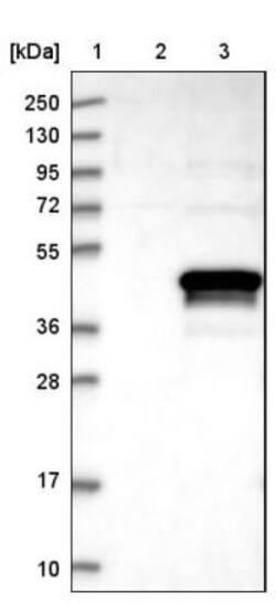 ZNF488 Antibody, Novus Biologicals 25 &mu;L; Unlabeled:Antibodies, Polyclonal
