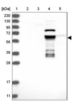 ZNF490 Antibody, Novus Biologicals 25 &mu;L; Unlabeled:Antibodies, Polyclonal