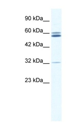 ZNF491 Antibody, Novus Biologicals:Antibodies:Primary Antibodies