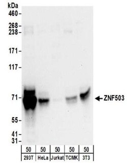 ZNF503 Antibody, Novus Biologicals 0.1mg; Unlabeled:Antibodies, Polyclonal