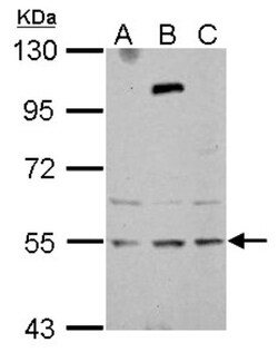 ZNF513 Antibody, Novus Biologicals 0.1 mL | Buy Online | Novus Biologicals | Fisher Scientific