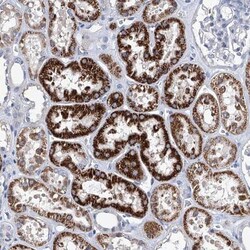 ZNF519 Antibody, Novus Biologicals:Antibodies:Primary Antibodies