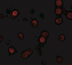 ZNF521 Antibody - BSA Free, Novus Biologicals:Antibodies:Primary Antibodies