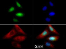 ZNF521 Antibody - BSA Free, Novus Biologicals:Antibodies:Primary Antibodies