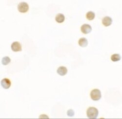 ZNF521 Antibody - BSA Free, Novus Biologicals:Antibodies:Primary Antibodies