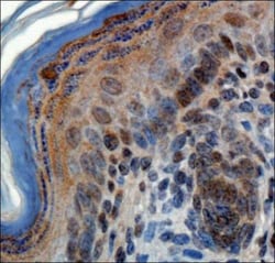ZNF521 Antibody - BSA Free, Novus Biologicals 0.025mL; Unlabeled:Antibodies,