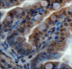 ZNF521 Antibody - BSA Free, Novus Biologicals:Antibodies:Primary Antibodies