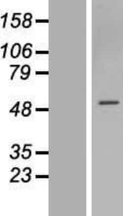 R&D Systems&trade;&nbsp;ZNF563 Overexpression Lysate