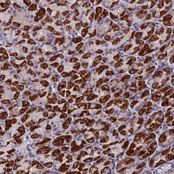 ZNF563 Antibody, Novus Biologicals:Antibodies:Primary Antibodies