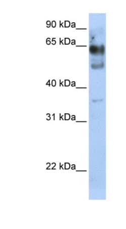 ZNF564 Antibody, Novus Biologicals:Antibodies:Primary Antibodies