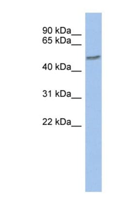 ZNF565 Antibody, Novus Biologicals:Antibodies:Primary Antibodies