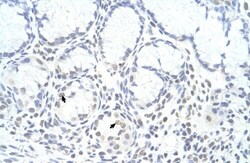 ZNF580 Antibody, Novus Biologicals 0.05mg; Unlabeled:Antibodies, Polyclonal