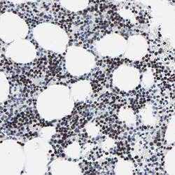 ZNF589 Antibody, Novus Biologicals:Antibodies:Primary Antibodies