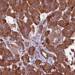 ZNF598 Antibody, Novus Biologicals 25 &mu;L; Unlabeled:Antibodies, Polyclonal