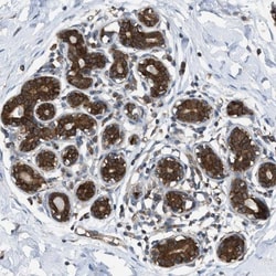 ZNF614 Antibody, Novus Biologicals:Antibodies:Primary Antibodies