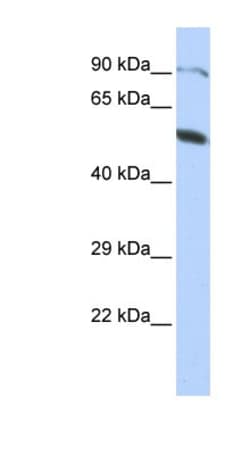 ZNF641 Antibody, Novus Biologicals 100&mu;L; Unlabeled:Antibodies, Polyclonal