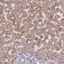 ZNF644 Antibody, Novus Biologicals 0.1mL; Unlabeled:Antibodies, Polyclonal