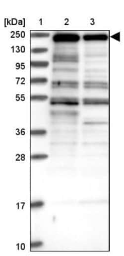 ZNF646 Antibody, Novus Biologicals 0.1mL; Unlabeled:Antibodies, Polyclonal