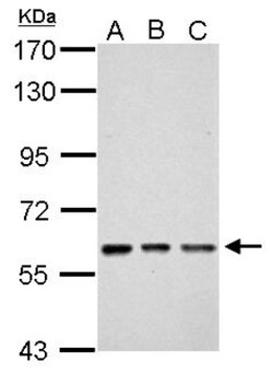 ZNF649 Antibody, Novus Biologicals 0.1mL; Unlabeled:Antibodies, Polyclonal