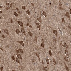 ZNF650 Antibody, Novus Biologicals 0.1mL; Unlabeled:Antibodies, Polyclonal