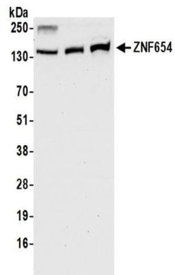 ZNF654 Antibody, Novus Biologicals 0.1mg; Unlabeled:Antibodies, Polyclonal