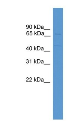 ZNF677 Antibody, Novus Biologicals 100&mu;L; Unlabeled:Antibodies, Polyclonal