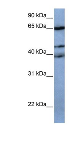 ZNF681 Antibody, Novus Biologicals 100&mu;L; Unlabeled:Antibodies, Polyclonal