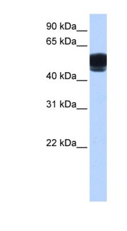 ZNF681 Antibody, Novus Biologicals 100&mu;L; Unlabeled:Antibodies, Polyclonal