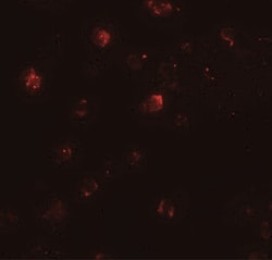 ZNF687 Antibody - BSA Free, Novus Biologicals:Antibodies:Primary Antibodies