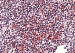 ZNF687 Antibody - BSA Free, Novus Biologicals:Antibodies:Primary Antibodies