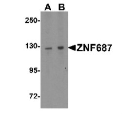 ZNF687 Antibody - BSA Free, Novus Biologicals:Antibodies:Primary Antibodies