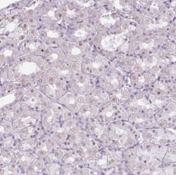ZNF688 Antibody, Novus Biologicals:Antibodies:Primary Antibodies