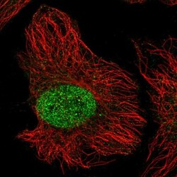 ZNF692 Antibody, Novus Biologicals:Antibodies:Primary Antibodies