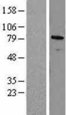Novus Biologicals&trade;&nbsp;ZNF7 Overexpression Lysate