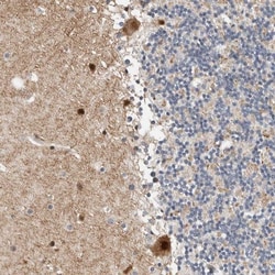 ZNF703 Antibody, Novus Biologicals 25 &mu;L; Unlabeled:Antibodies, Polyclonal