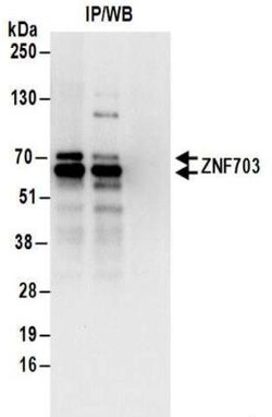 ZNF703 Antibody, Novus Biologicals 0.1mg; Unlabeled:Antibodies, Polyclonal