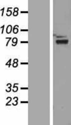 Novus Biologicals™ ZNF750 Overexpression Lysate