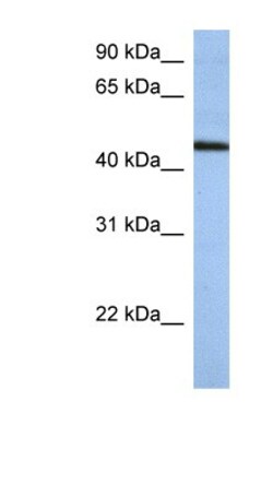 ZNF766 Antibody, Novus Biologicals:Antibodies:Primary Antibodies
