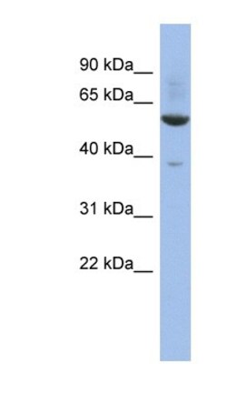 ZNF783 Antibody, Novus Biologicals 100 &mu;L | Buy Online | Novus Biologicals | Fisher Scientific