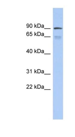 ZNF791 Antibody, Novus Biologicals™