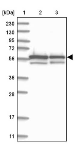 ZNF792 Antibody, Novus Biologicals:Antibodies:Primary Antibodies
