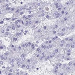 ZNF850 Antibody, Novus Biologicals:Antibodies:Primary Antibodies