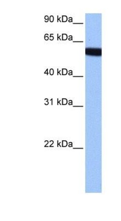 ZNF891 Antibody, Novus Biologicals 100&mu;L; Unlabeled:Antibodies, Polyclonal