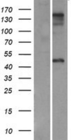 Novus Biologicals&trade;&nbsp;ZP3 Overexpression Lysate