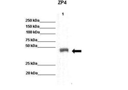 ZP4 Antibody, Novus Biologicals 0.05mg; Unlabeled:Antibodies, Polyclonal