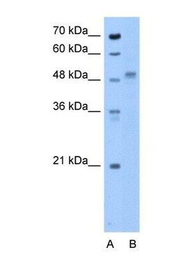 ZP4 Antibody, Novus Biologicals 0.05mg; Unlabeled:Antibodies, Polyclonal