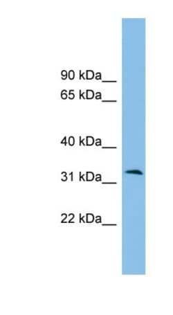 ZPBP2 Antibody, Novus Biologicals:Antibodies:Primary Antibodies