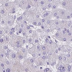 ZPBP2 Antibody, Novus Biologicals 25 &mu;L, Unlabeled:Antibodies, Polyclonal